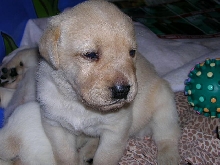 3 1/2 wks old