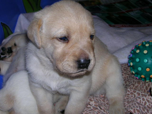 3 1/2 wks old
