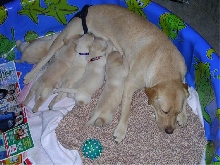 Puppies w/ momma