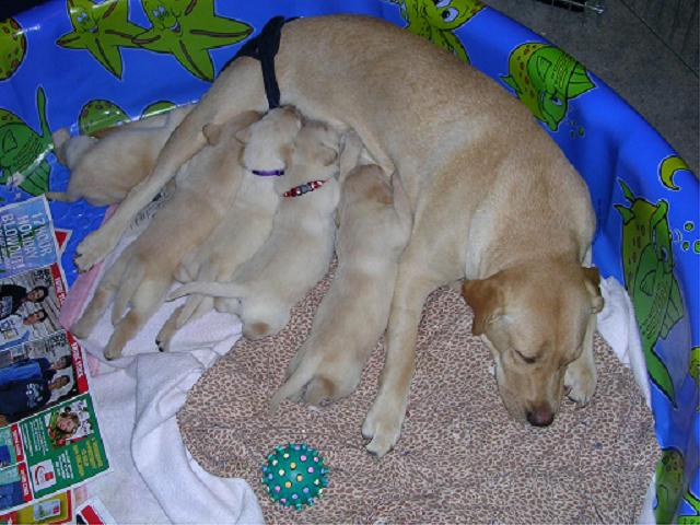 Puppies w/ momma