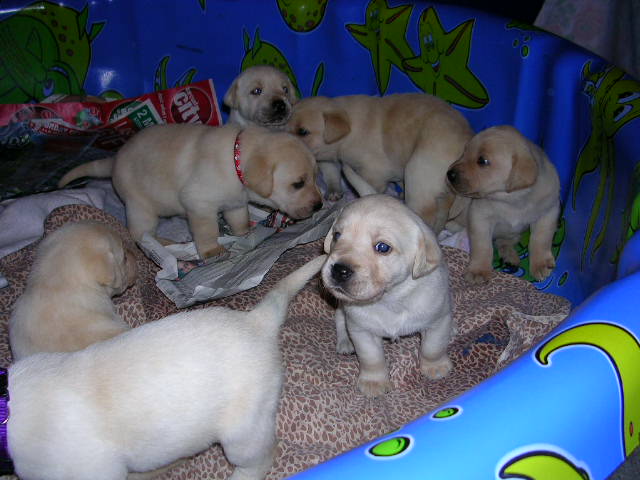 All 7 of the puppies