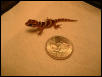 Baby Pictus