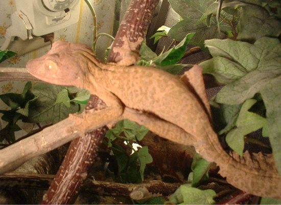 Morticai