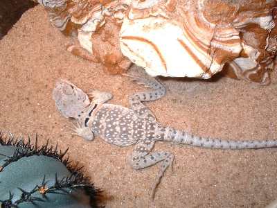 Squig
