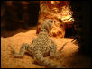 Squig4