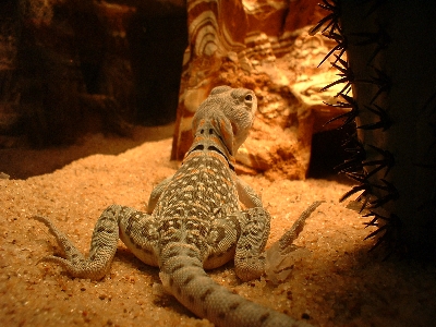 Squig4