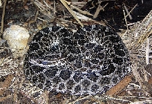 Massauga Rattlesnake