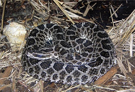 Massauga Rattlesnake