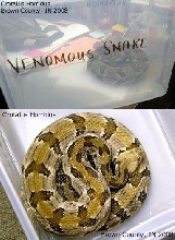 Crotalus Horridus (Timber Rattlesnake)