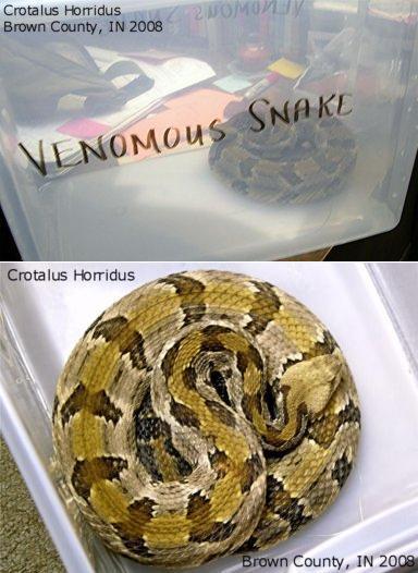 Crotalus Horridus (Timber Rattlesnake)