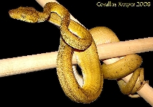 Yellow Amazon Tree Boa