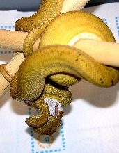 Yellow Amazon Tree Boa eating