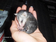 rescued baby virgina opossum