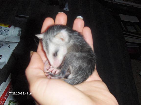 rescued baby virgina opossum