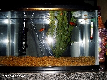 5g aquarium