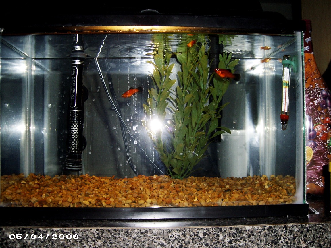 5g aquarium