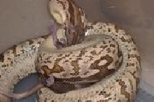 Rosey Dumeril Boa