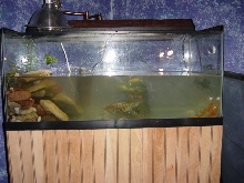 My tank
