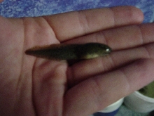 tadpole
