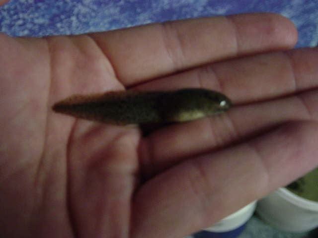 tadpole