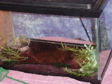 newt