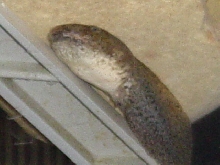 tadpole