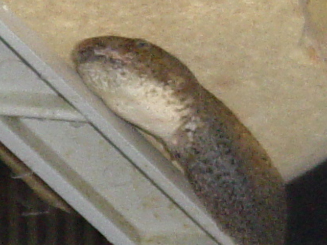 tadpole
