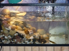 tank