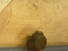 snail