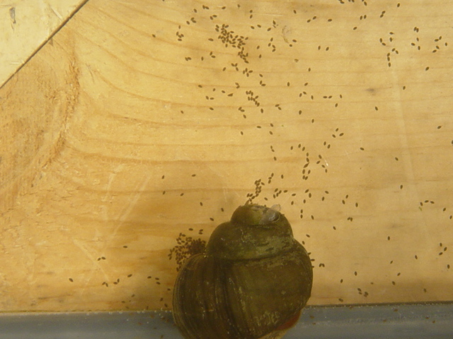 snail