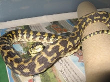 what is he ???