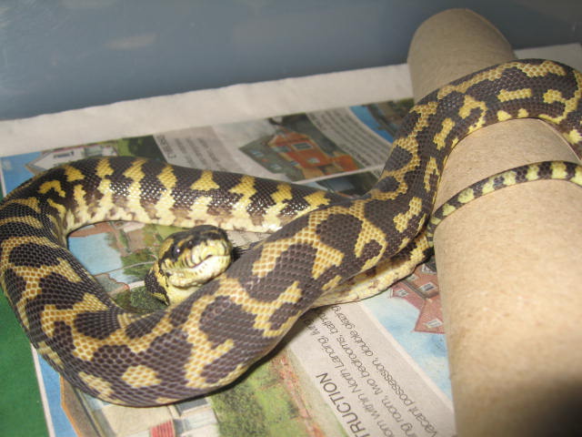 what is he ???