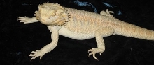 Merlin Side