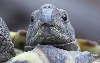 beak break 1