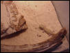 S. Petrii shedding