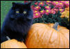 Halloween Bear