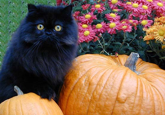 Halloween Bear