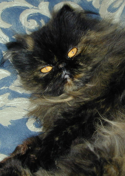 Miss Muffet poses