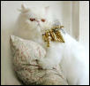 Mr. Buzzy's Holiday Spirit
