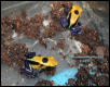 Dendrobates citronella froglets