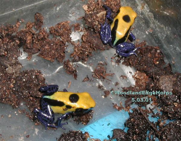 Dendrobates citronella froglets
