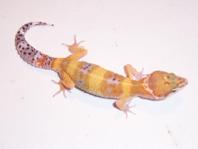 hypo tang