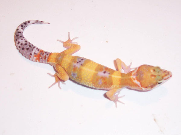 hypo tang