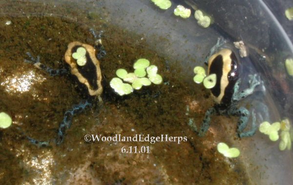 Dendrobates tinctorius powder blue