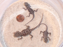 Beardie twins