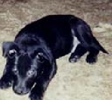 MY PRINCE AS A PUPPY