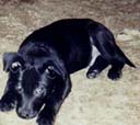 MY PRINCE AS A PUPPY