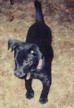ANOTHER PUPPY PICTURE
