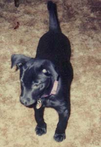 ANOTHER PUPPY PICTURE