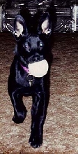 PRINCE PLAYING WITH HIS FAVORITE BALL